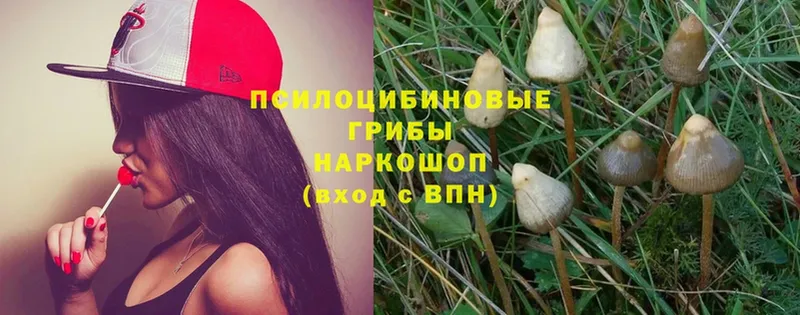 blacksprut маркетплейс  Рыльск  Псилоцибиновые грибы MAGIC MUSHROOMS 